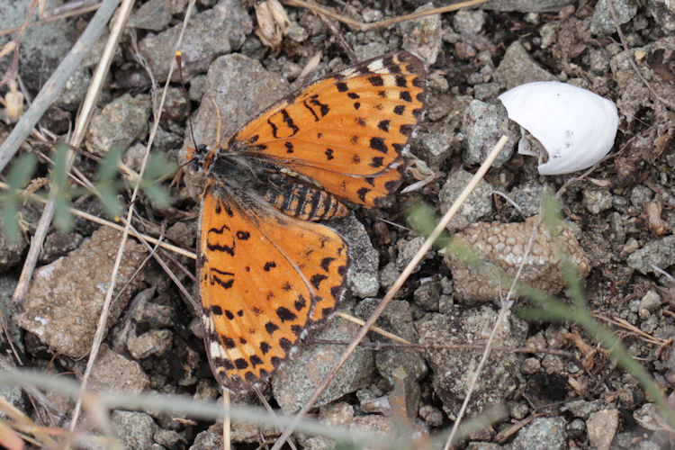 Melitaea persea: Bild 9