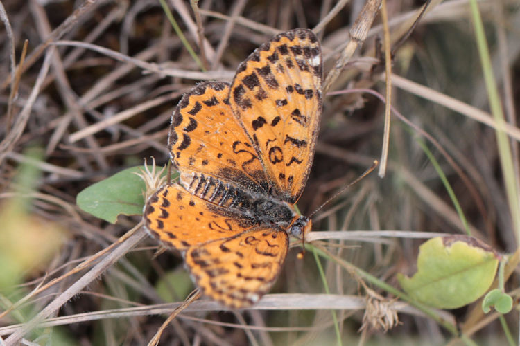 Melitaea persea: Bild 10