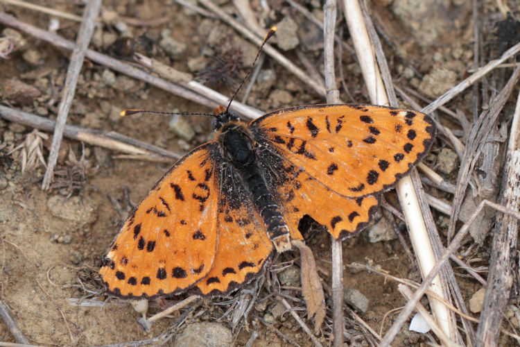 Melitaea persea: Bild 5