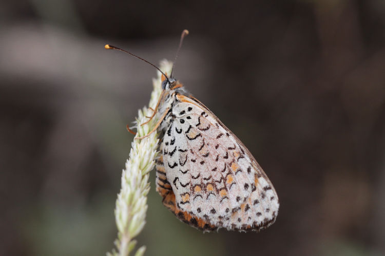 Melitaea persea: Bild 14