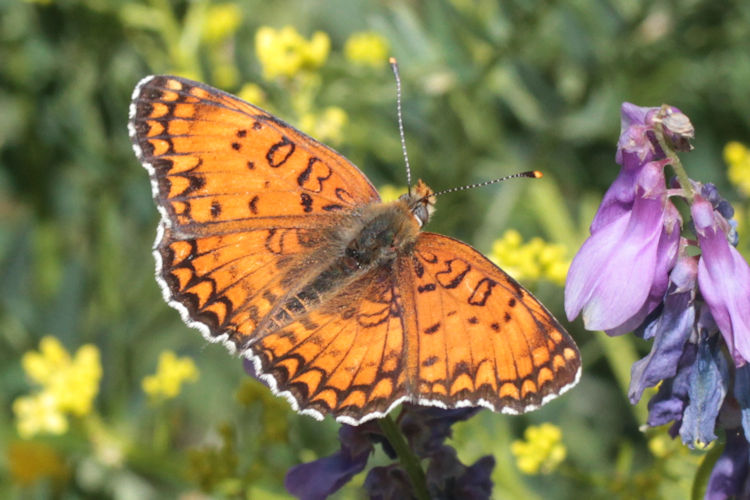 Melitaea phoebe ottonis: Bild 7