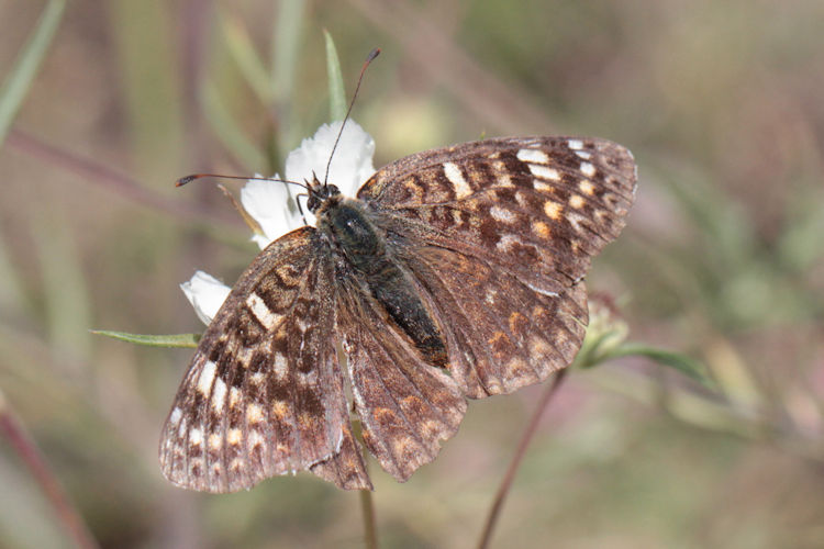 Melitaea phoebe ottonis: Bild 12