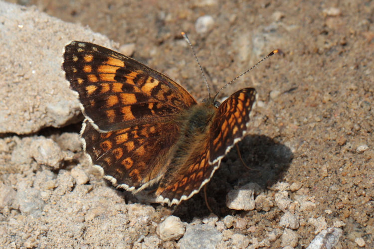 Melitaea phoebe ottonis: Bild 7