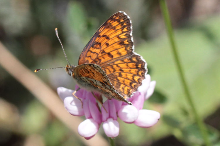 Melitaea phoebe ottonis: Bild 9