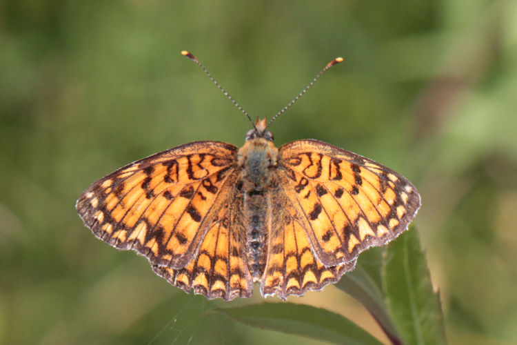 Melitaea phoebe ottonis: Bild 13