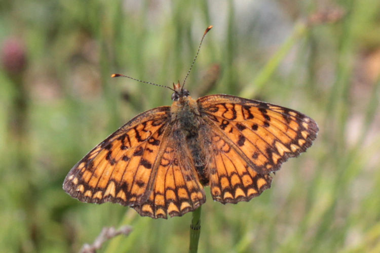 Melitaea phoebe ottonis: Bild 14