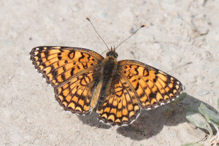 Melitaea phoebe ottonis: Bild 8