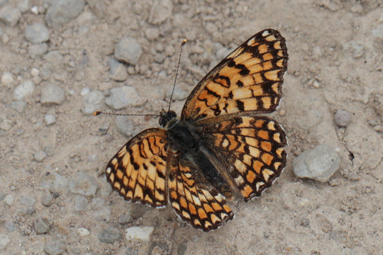 Melitaea phoebe ottonis: Bild 11