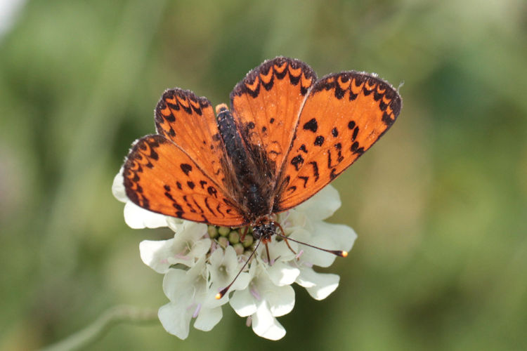 Melitaea interrupta: Bild 6