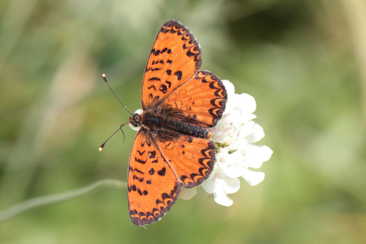 Melitaea interrupta: Bild 7