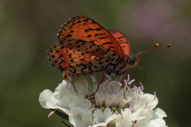 Melitaea interrupta: Bild 11