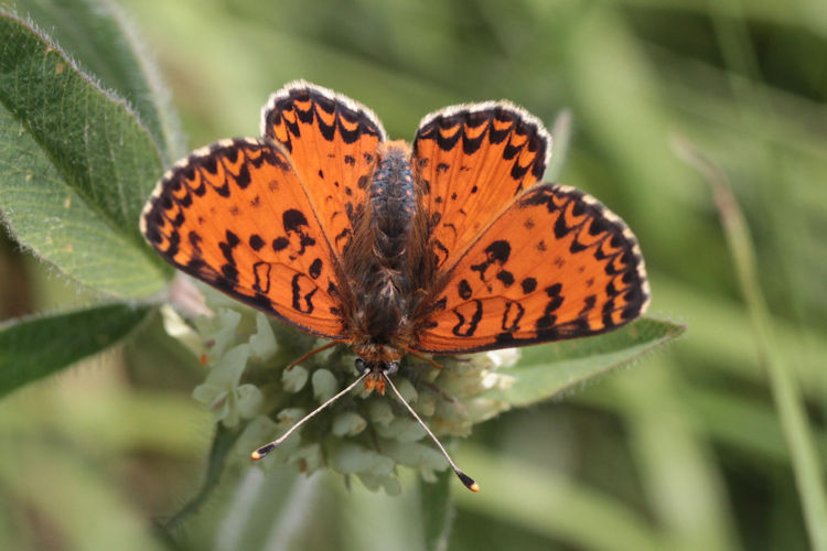 Melitaea interrupta: Bild 8