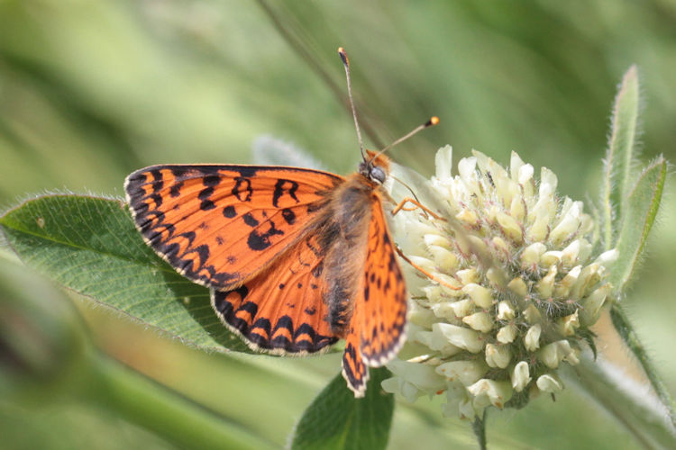 Melitaea interrupta: Bild 9