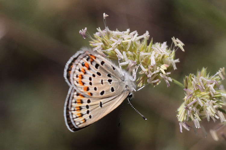 Plebejus idas altarmena: Bild 3