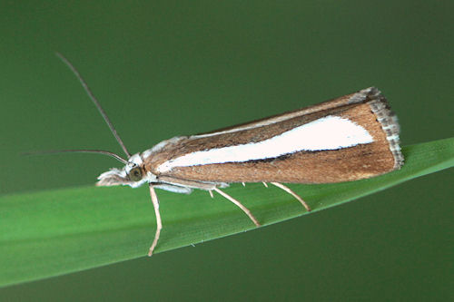 Catoptria margaritella: Bild 1