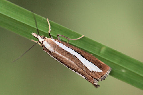 Catoptria margaritella: Bild 2