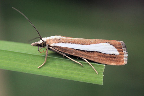 Catoptria margaritella: Bild 3