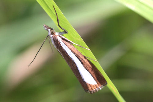 Catoptria pyramidellus: Bild 1