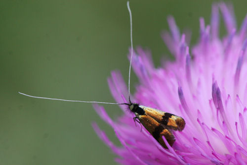 Nemophora fasciella: Bild 1