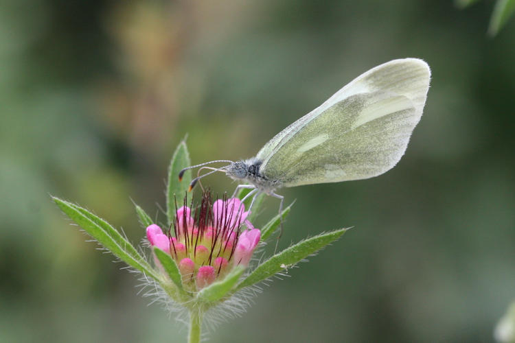 Leptidea duponcheli maiae: Bild 11