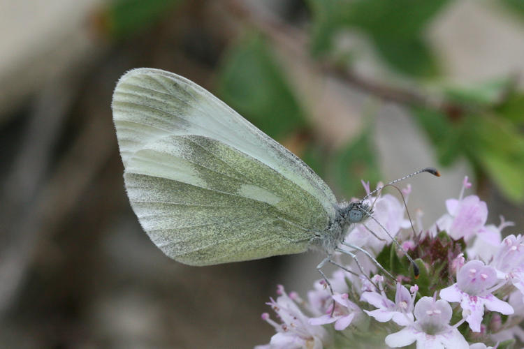 Leptidea duponcheli maiae: Bild 12