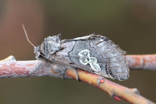 Diloba caeruleocephala: Bild 1