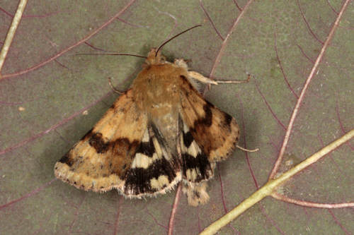 Heliothis viriplaca: Bild 1