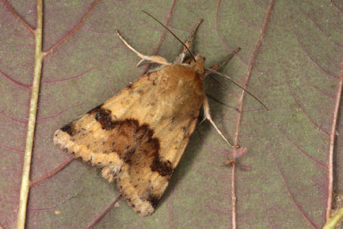 Heliothis viriplaca: Bild 2