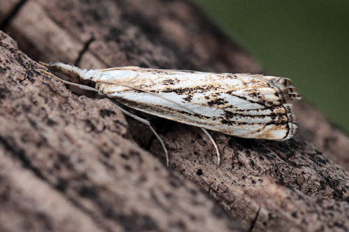 Catoptria falsella: Bild 3