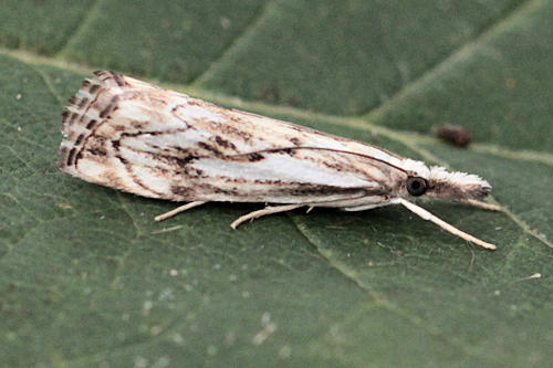 Catoptria falsella: Bild 4