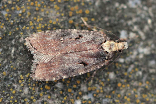 Agonopterix liturosa: Bild 2