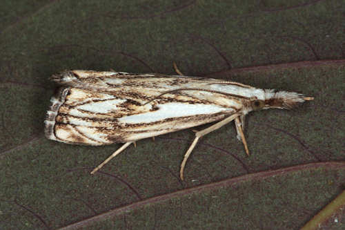 Catoptria falsella: Bild 5