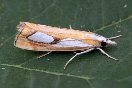 Catoptria pinella: Bild 2