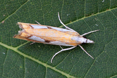 Catoptria pinella: Bild 3