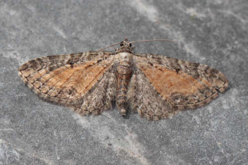 Eupithecia icterata: Bild 14