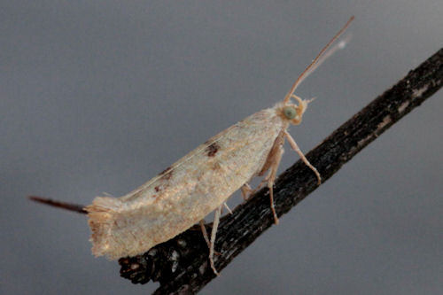 Ypsolopha alpella: Bild 4