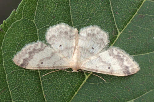 Idaea biselata: Bild 17