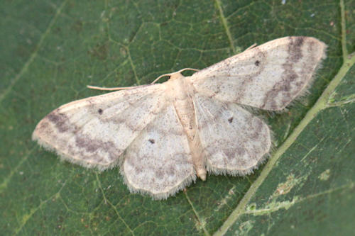 Idaea biselata: Bild 18