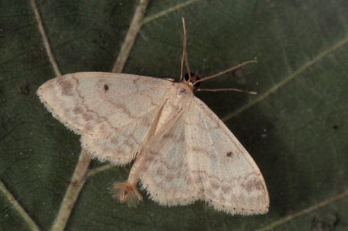 Idaea biselata: Bild 8