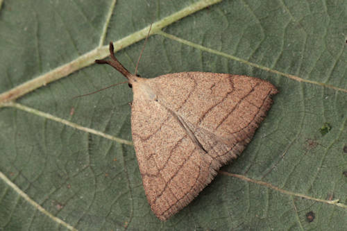 Polypogon tentacularia: Bild 1