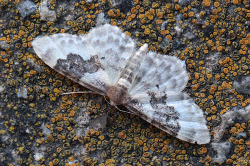 Idaea rusticata: Bild 1