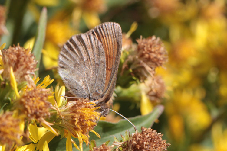 Erebia tyndarus: Bild 22