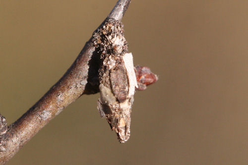 Proutia betulina: Bild 1