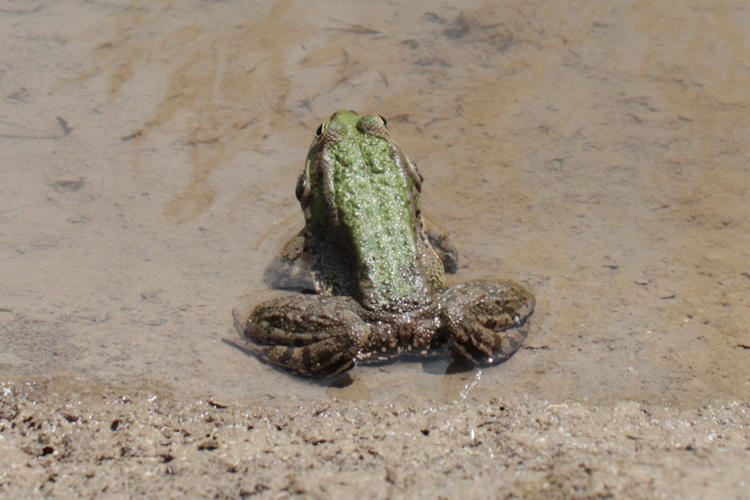 Pelophylax ridibundus: Bild 2