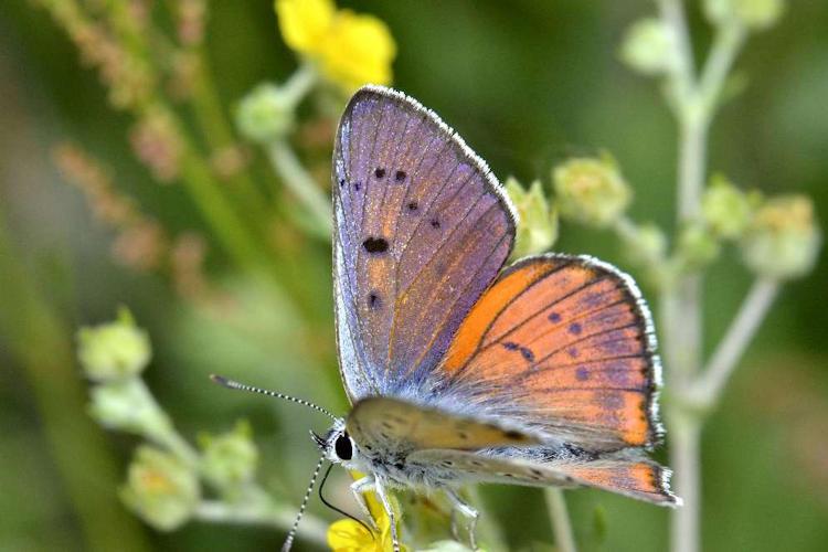 Lycaena alciphron alciphron: Bild 1