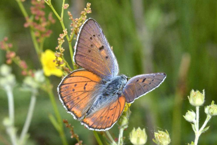 Lycaena alciphron alciphron: Bild 2