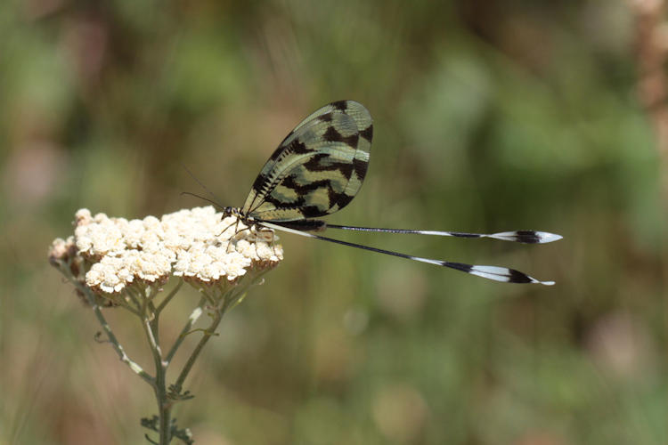 Nemoptera sinuata: Bild 4