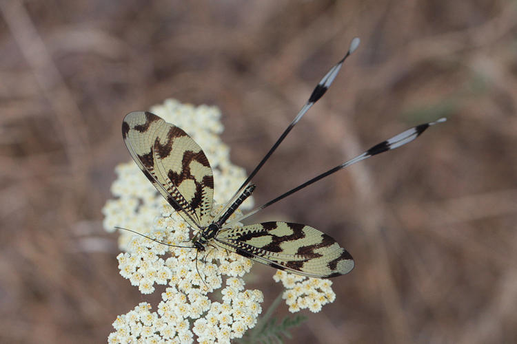 Nemoptera sinuata: Bild 6