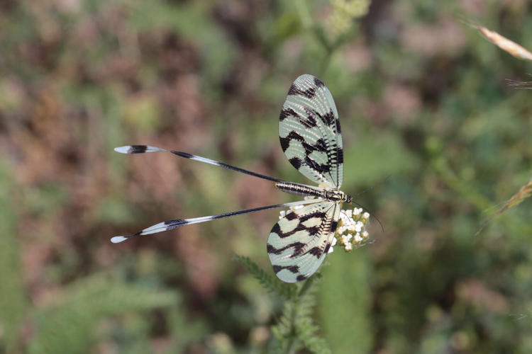 Nemoptera sinuata: Bild 7