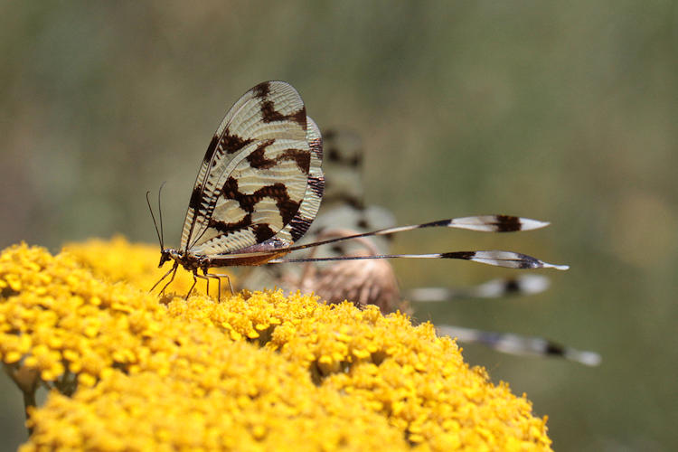 Nemoptera sinuata: Bild 8